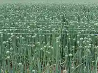 真言宗 善通寺派 薬王寺(香川県)