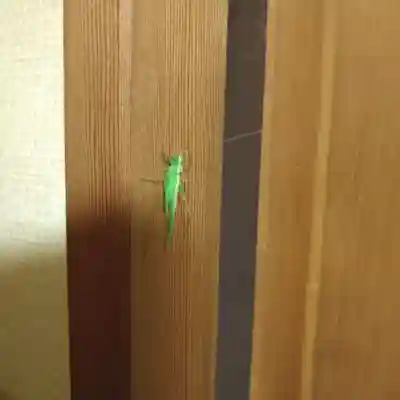 石内のお大師さん　金剛院の動物