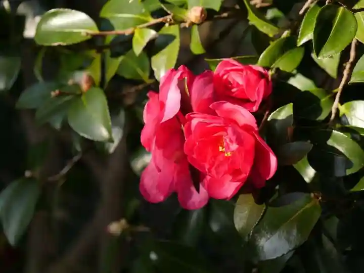 定林山 能成寺の自然