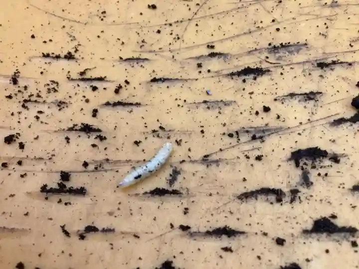 蓮久寺(千葉県)