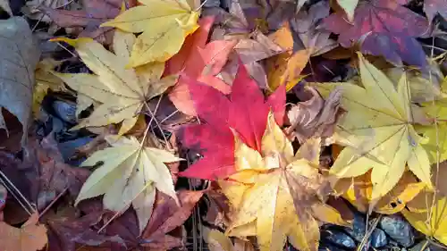 芽室神社の自然