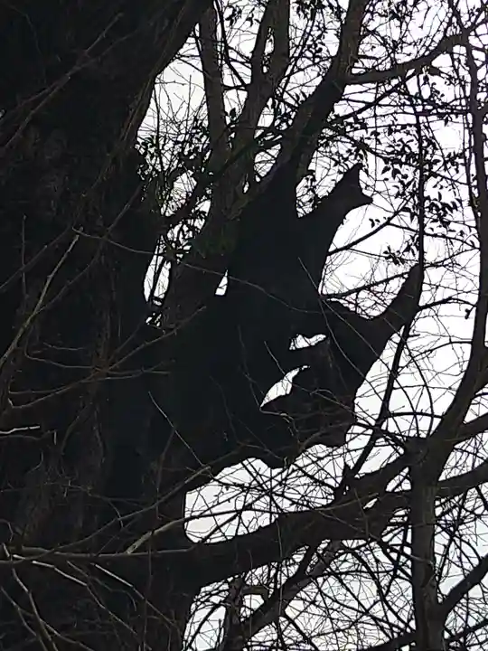 飛木稲荷神社の自然