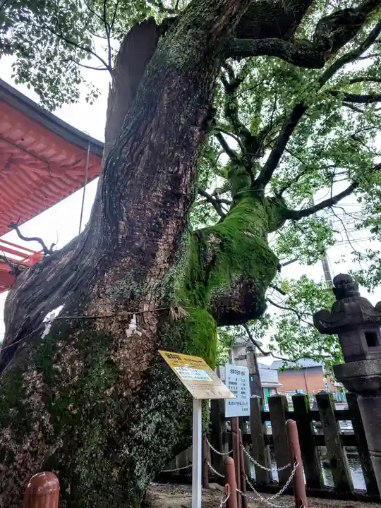 與賀神社の自然