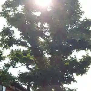 海蔵寺の自然(2021年06月08日(火) 11時41分50秒投稿)