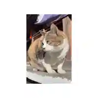 賀茂別雷神社(栃木県)