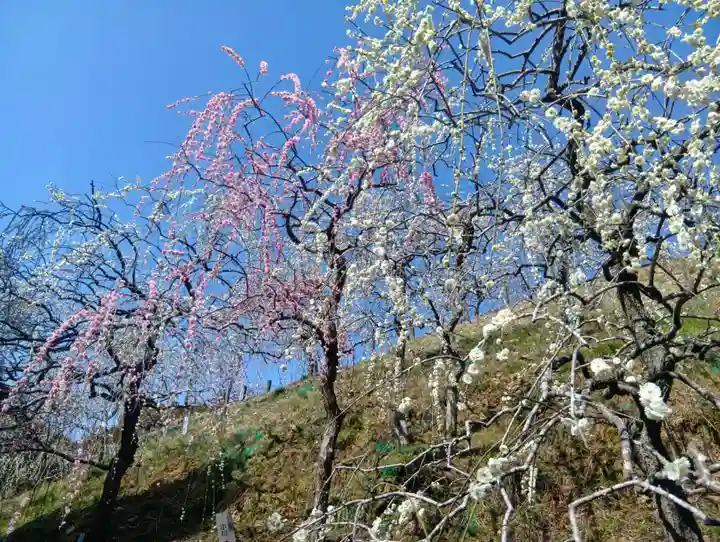 大縣神社(愛知県)