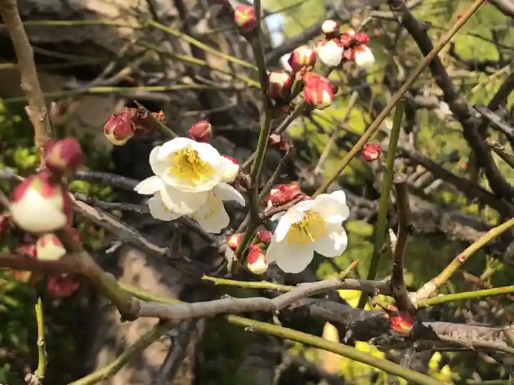 荒井神社の自然