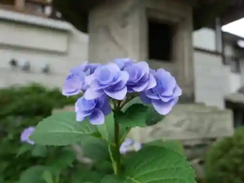 観音山慈眼院（高崎観音）(群馬県)