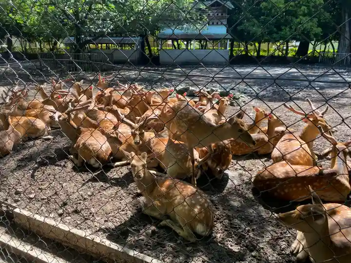 三嶋大社の動物