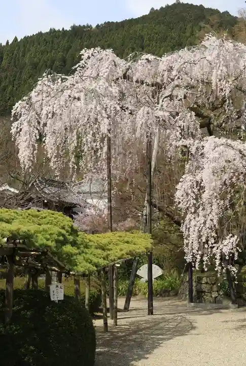 善峯寺(京都府)