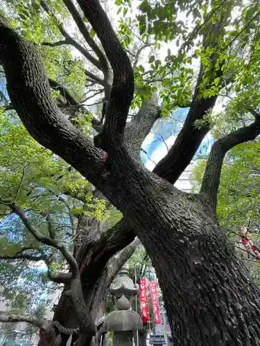 若一神社の自然