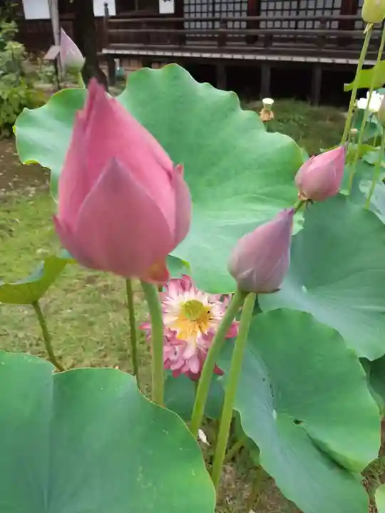 金乘院(千葉県)