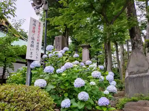 妙法寺(東京都)