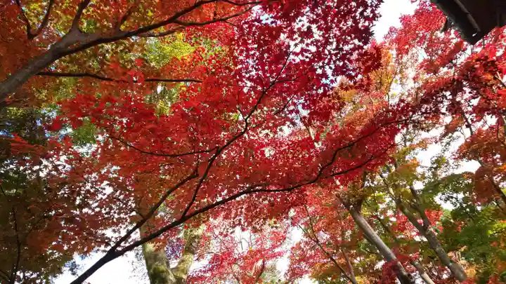 柳谷観音 楊谷寺の自然
