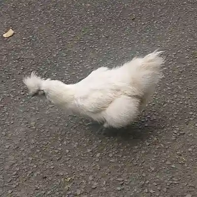 公時神社(神奈川県)