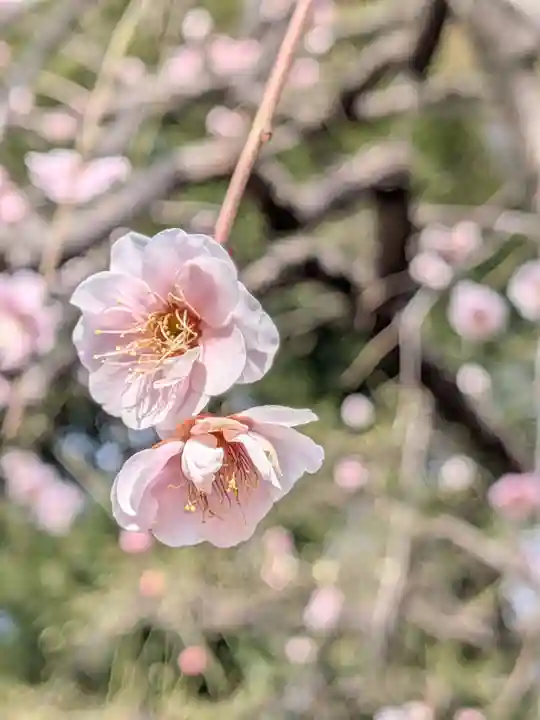 布多天神社(東京都)