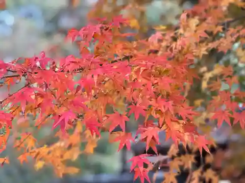 宇治上神社の自然