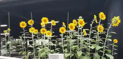 伊勢山皇大神宮(神奈川県)