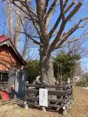 難得龍神社の自然