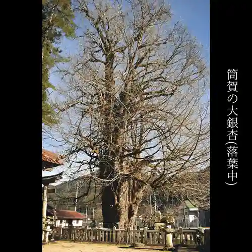 筒賀大歳神社の自然