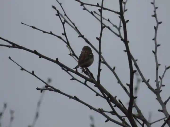 留辺蘂神社の動物