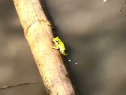 山家神社の自然