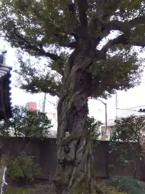 護国院(東京都)