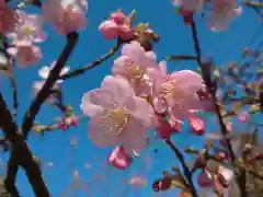 今戸神社の自然