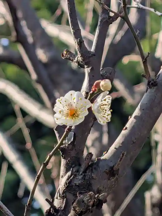 白山神社(東京都)