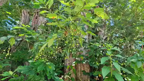 戸隠神社火之御子社(長野県)