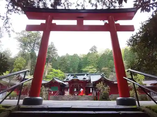 箱根神社の鳥居