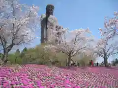 東本願寺本廟 牛久浄苑（牛久大仏）(茨城県)