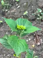 国宝 大法寺(長野県)