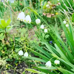豊景神社の自然(2020年04月20日(月) 10時29分21秒投稿)