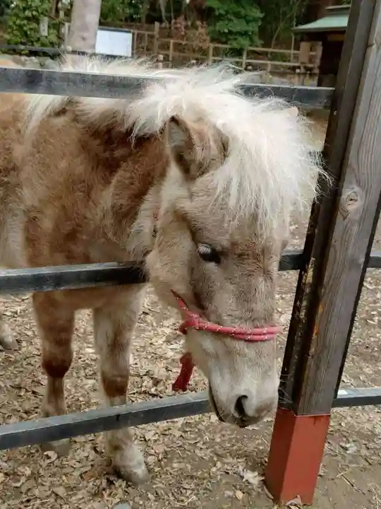 平塚八幡宮(神奈川県)