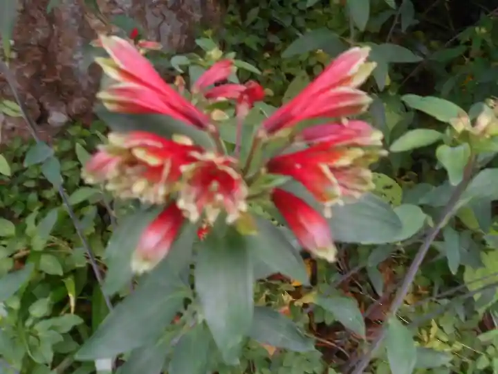 須磨稲荷大明神・和佐稲荷大明神の自然