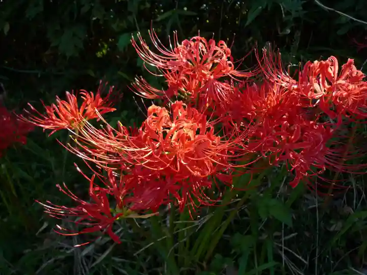 金刀比羅神社の自然