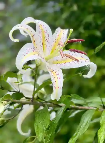 資福寺の{uncategorized: "未分類", other: "その他", undefined: "問題あり", building: "その他建物", grave: "お墓", sacred_gate: "鳥居", guardian: "狛犬", statue: "像", buddha: "仏像", history: "歴史", nature: "自然", garden: "庭園", animal: "動物", pagoda: "塔", temizu: "手水舎", mountain_gate: "山門・神門", sanctuary: "本殿・本堂", subordinate: "末社・摂社", art: "芸術", scenery: "景色", jizo: "地蔵", ema: "絵馬", goshuin: "御朱印", omikuji: "おみくじ", items: "授与品その他", amulet: "お守り", goshuincho: "御朱印帳", eats: "食事", festival: "お祭り", votive_dance: "神楽", shichigosan: "七五三参", wedding: "結婚式", experience: "体験その他", initially: "初詣", around: "周辺", anti_infection: "感染症対策"}