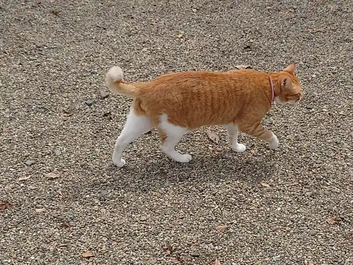 八枝神社の動物