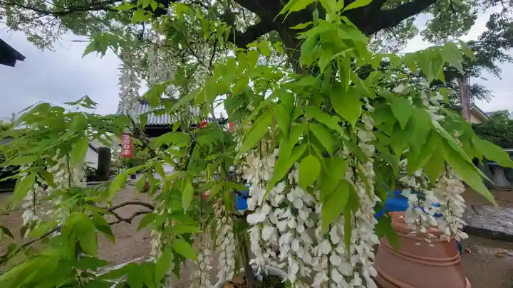 浄明院(愛媛県)