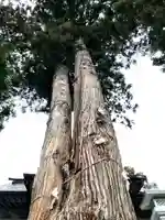 高司神社〜むすびの神の鎮まる社〜の自然