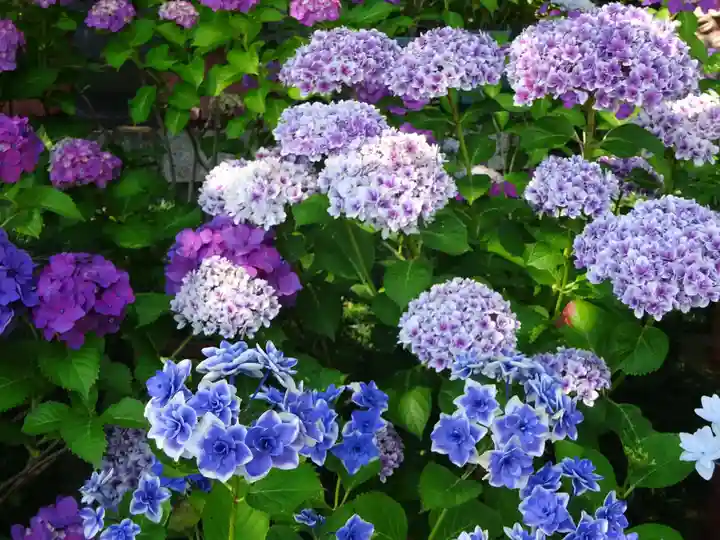 立志神社の自然