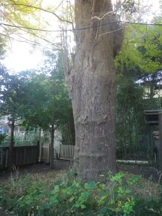 御霊神社の自然