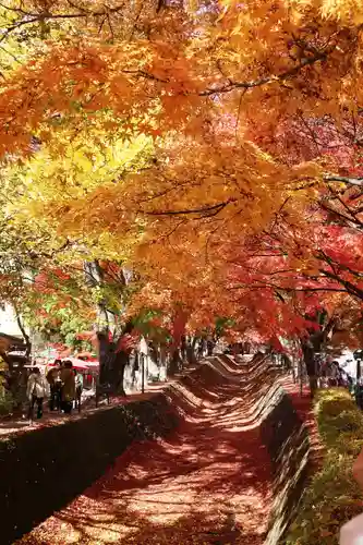 甲斐國一宮 浅間神社(山梨県)
