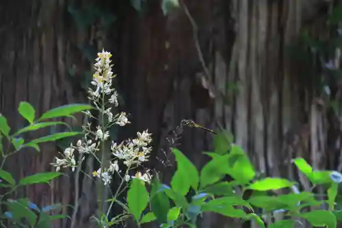 阿久津「田村神社」（郡山市阿久津町）旧社名：伊豆箱根三嶋三社の自然