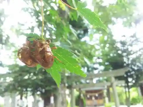 西宮神社の自然