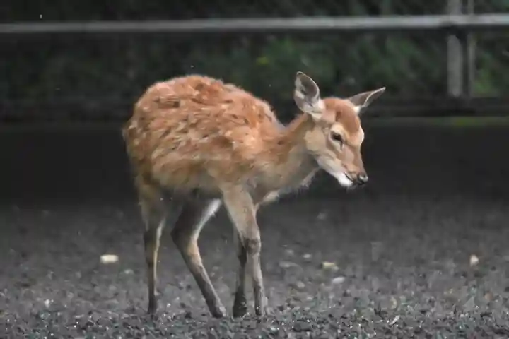 鹿島神宮の動物
