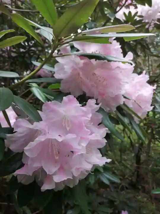 岡寺(龍蓋寺)の自然