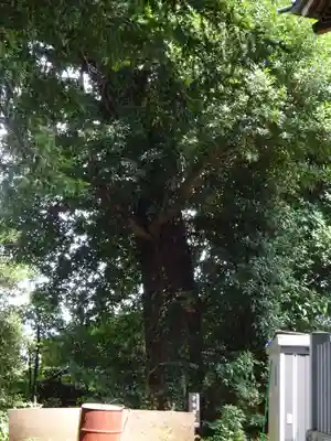篠原八幡神社のその他建物
