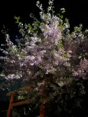 孫太郎神社の{uncategorized: "未分類", other: "その他", undefined: "問題あり", building: "その他建物", grave: "お墓", sacred_gate: "鳥居", guardian: "狛犬", statue: "像", buddha: "仏像", history: "歴史", nature: "自然", garden: "庭園", animal: "動物", pagoda: "塔", temizu: "手水舎", mountain_gate: "山門・神門", sanctuary: "本殿・本堂", subordinate: "末社・摂社", art: "芸術", scenery: "景色", jizo: "地蔵", ema: "絵馬", goshuin: "御朱印", omikuji: "おみくじ", items: "授与品その他", amulet: "お守り", goshuincho: "御朱印帳", eats: "食事", festival: "お祭り", votive_dance: "神楽", shichigosan: "七五三参", wedding: "結婚式", experience: "体験その他", initially: "初詣", around: "周辺", anti_infection: "感染症対策"}